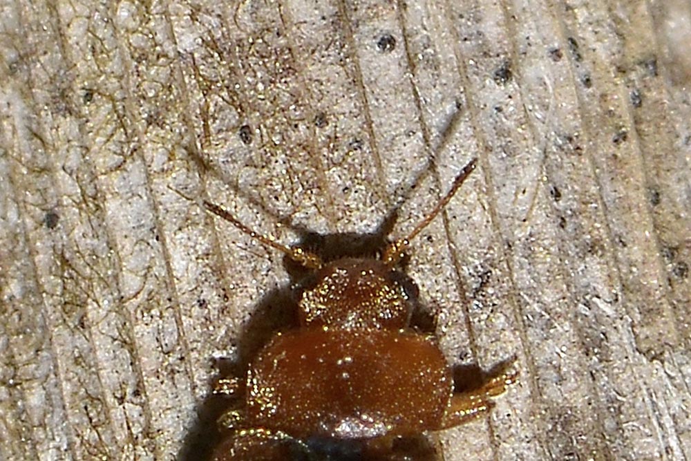 Coccidula scutellata, Coccinellidae, Rhizobiinae